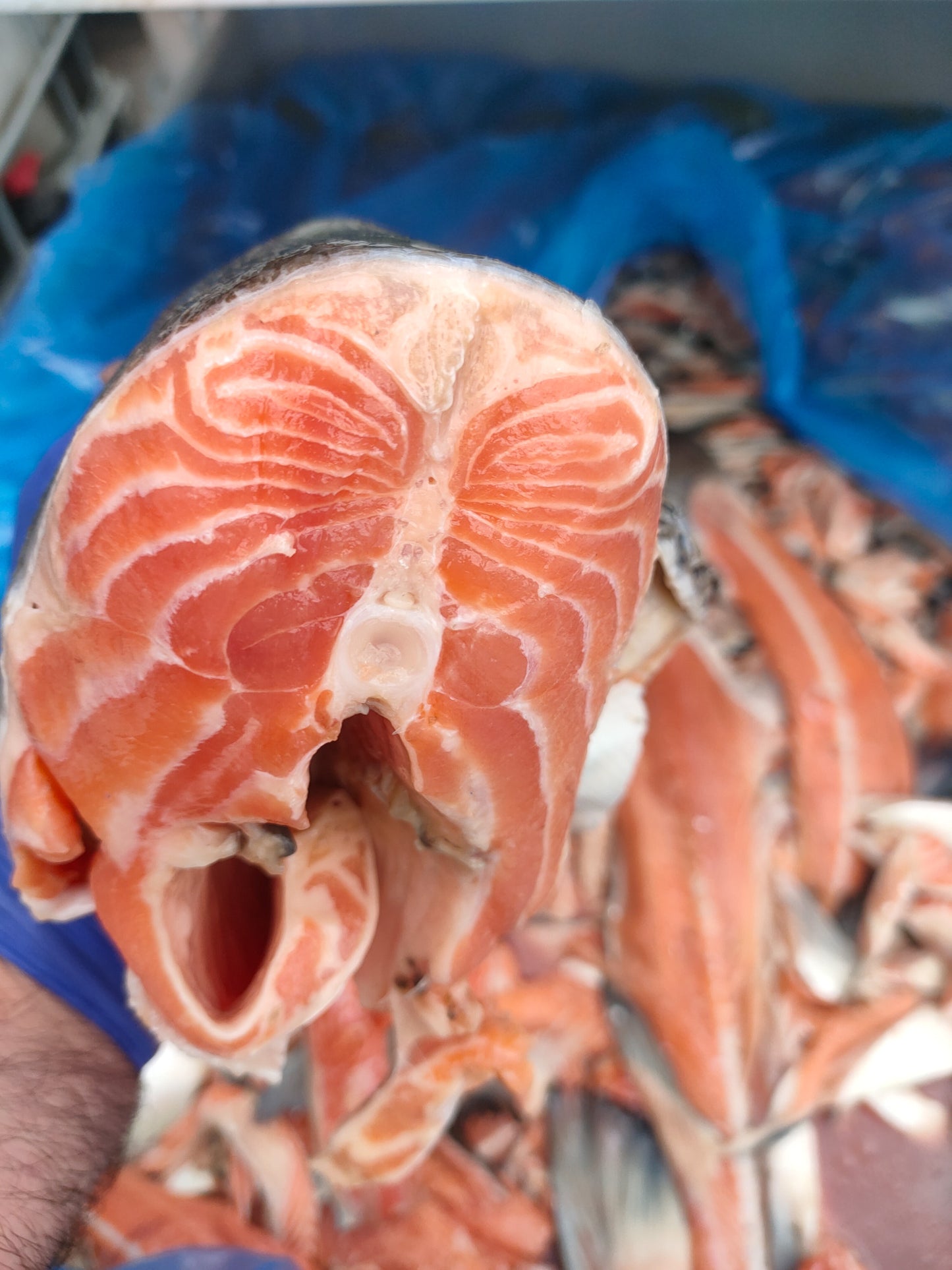 Cibo Naturale Bi-proteico Tacchino e Salmone – con Cardo Mariano e Ananas