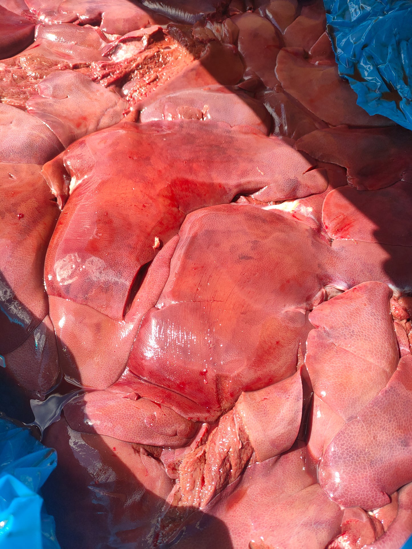 Cibo Naturale Bi-proteico al Manzo e Pollo – con Cicoria e Omega3/6🥕🥦