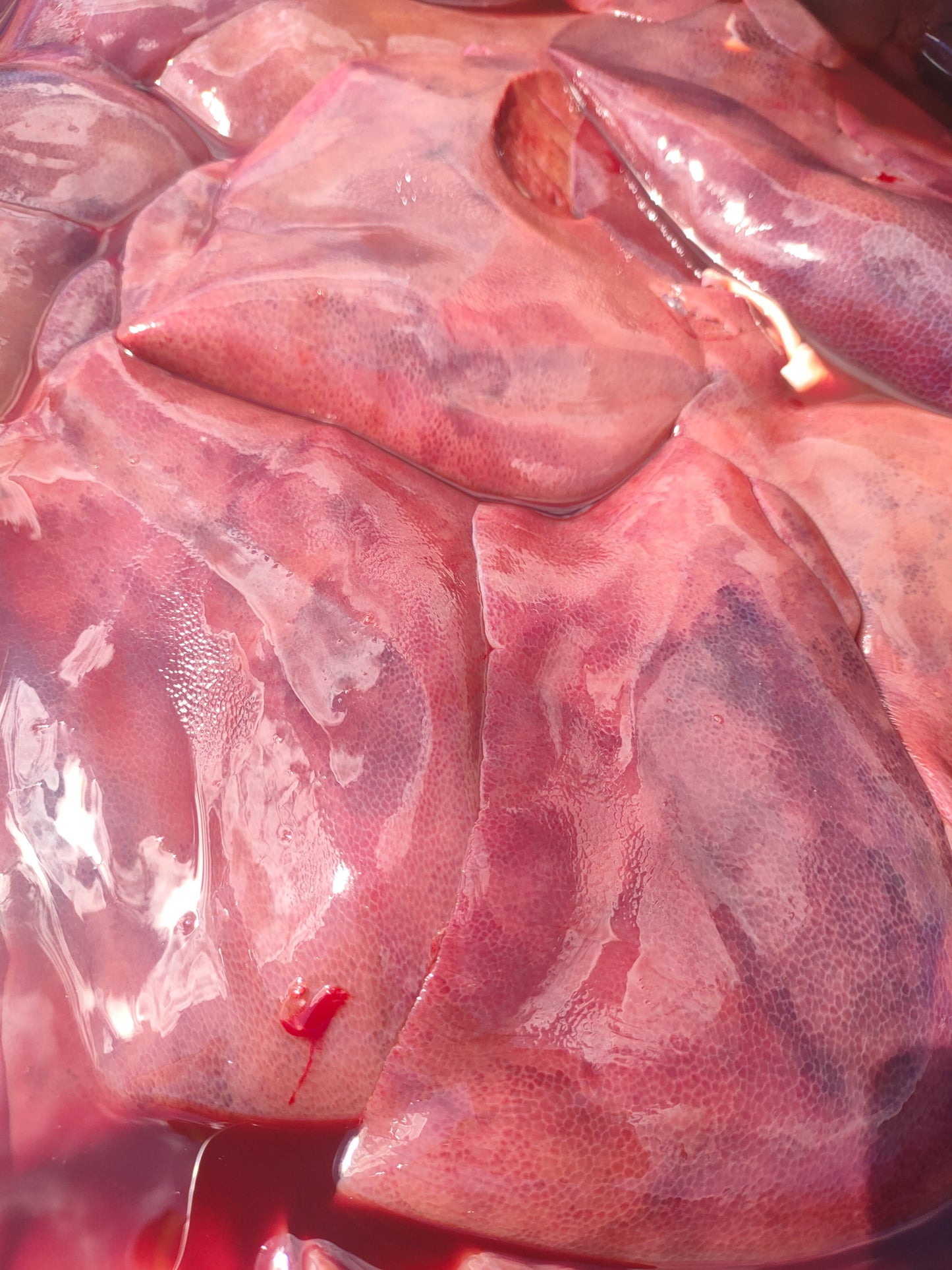 Cibo Naturale Monoproteico al Maiale – con Riso, Patate 🐷🌾