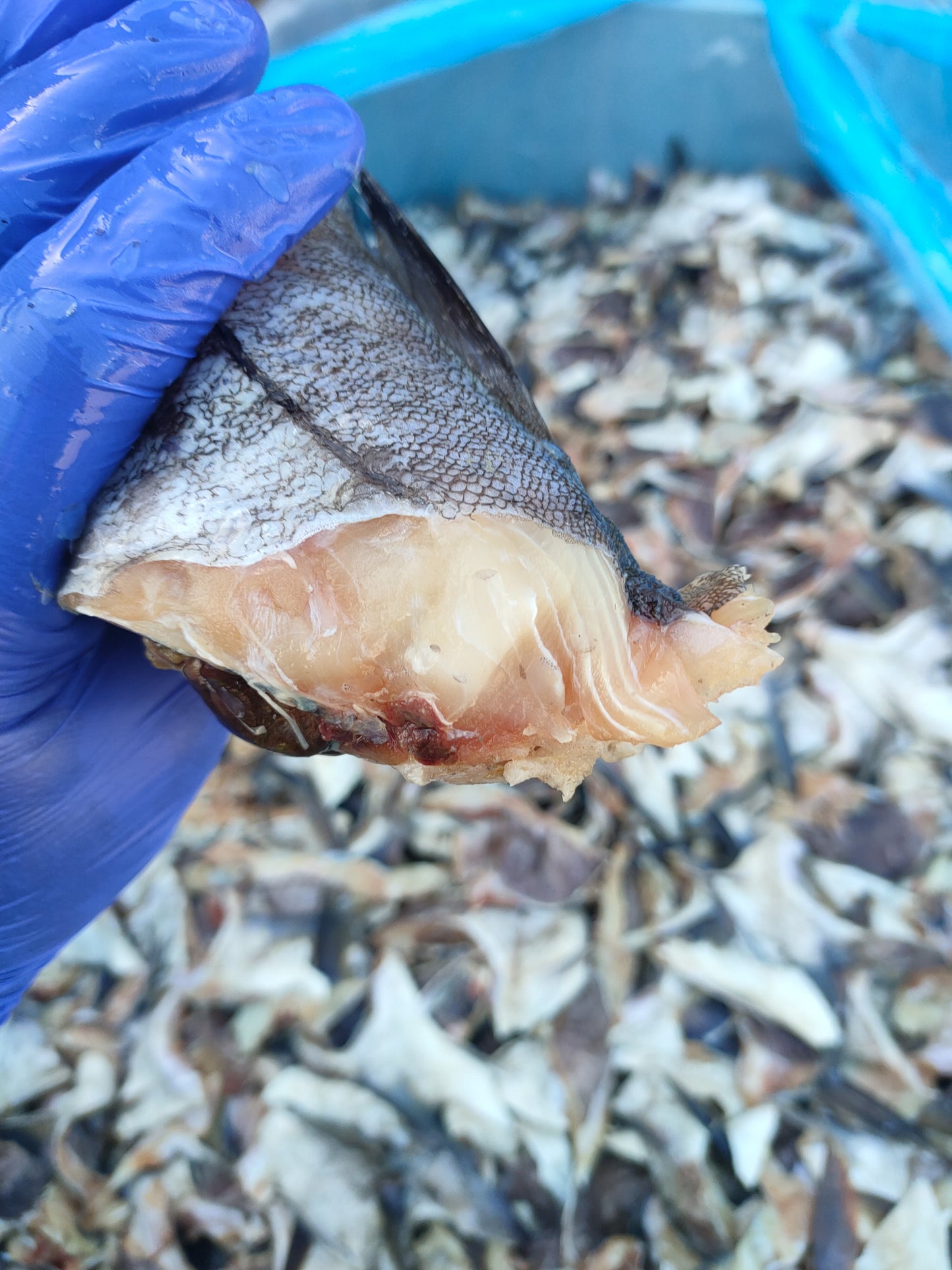 GRAINFREE GATTO STERILIZZATO SALMONE SCOZZESE E PESCE BIANCO