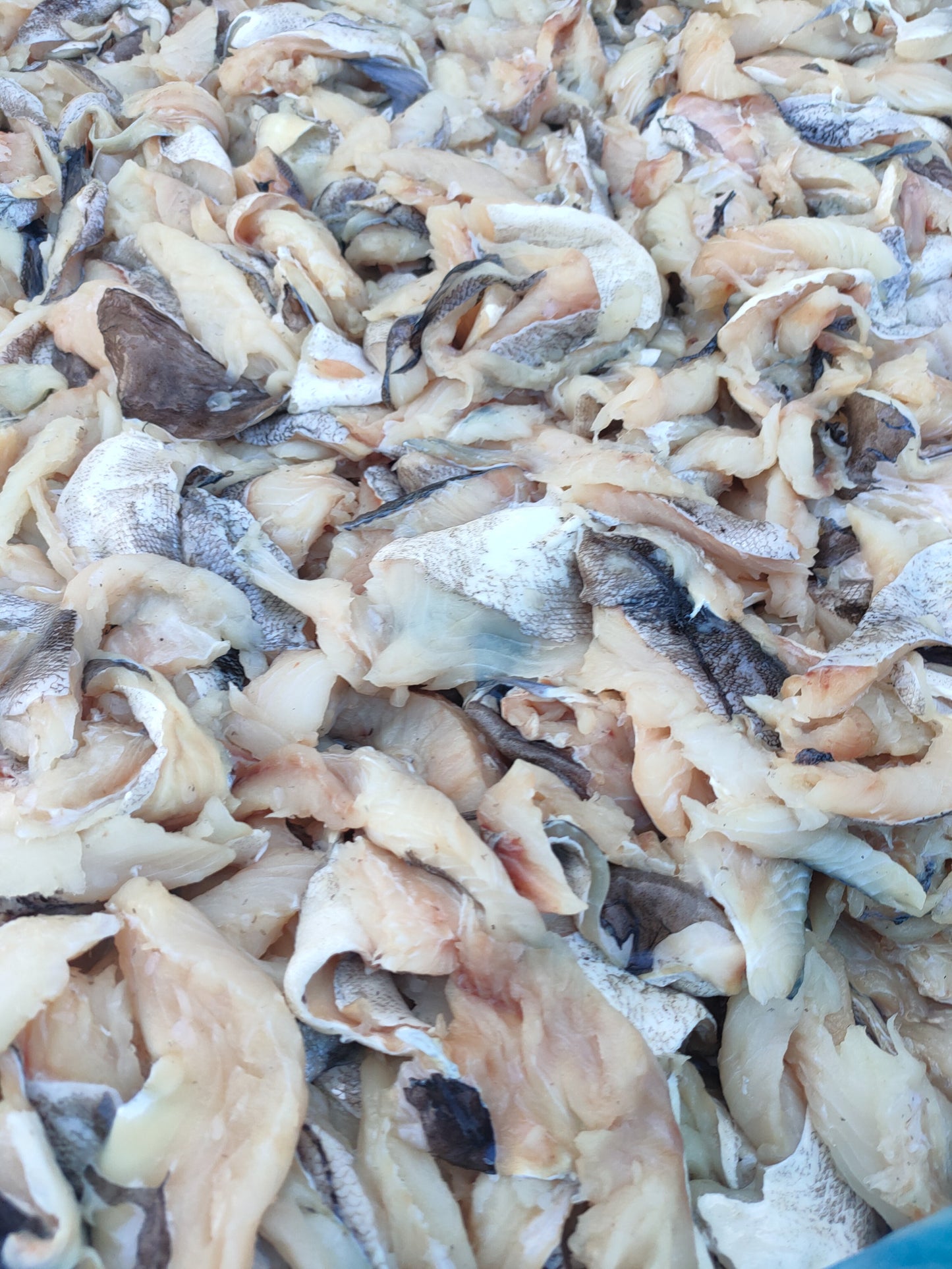 GRAINFREE GATTO STERILIZZATO AL PESCE BIANCO E CAVIALE DI ARINGA