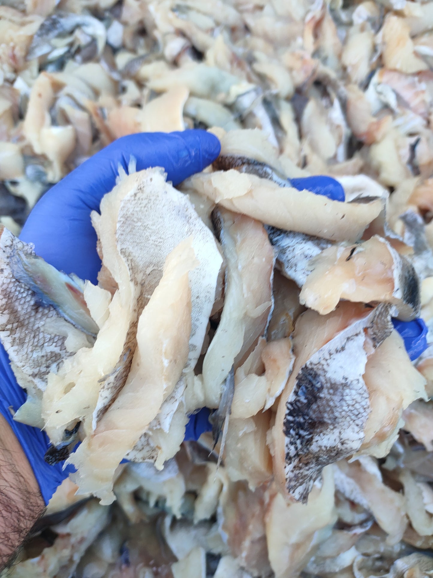 GRAINFREE GATTO STERILIZZATO AL PESCE BIANCO E CAVIALE DI ARINGA