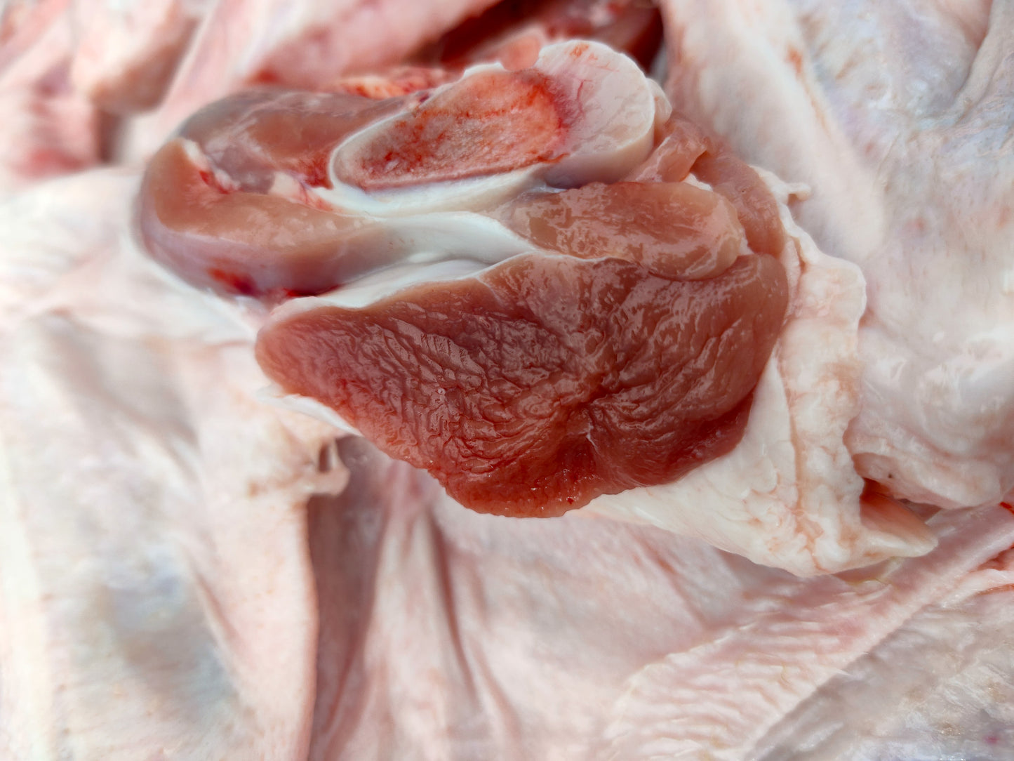 GRAINFREE GATTO STERILIZZATO AGNELLO E TACCHINO CON FRUTTI ROSSI ED OLIO D'OLIVA