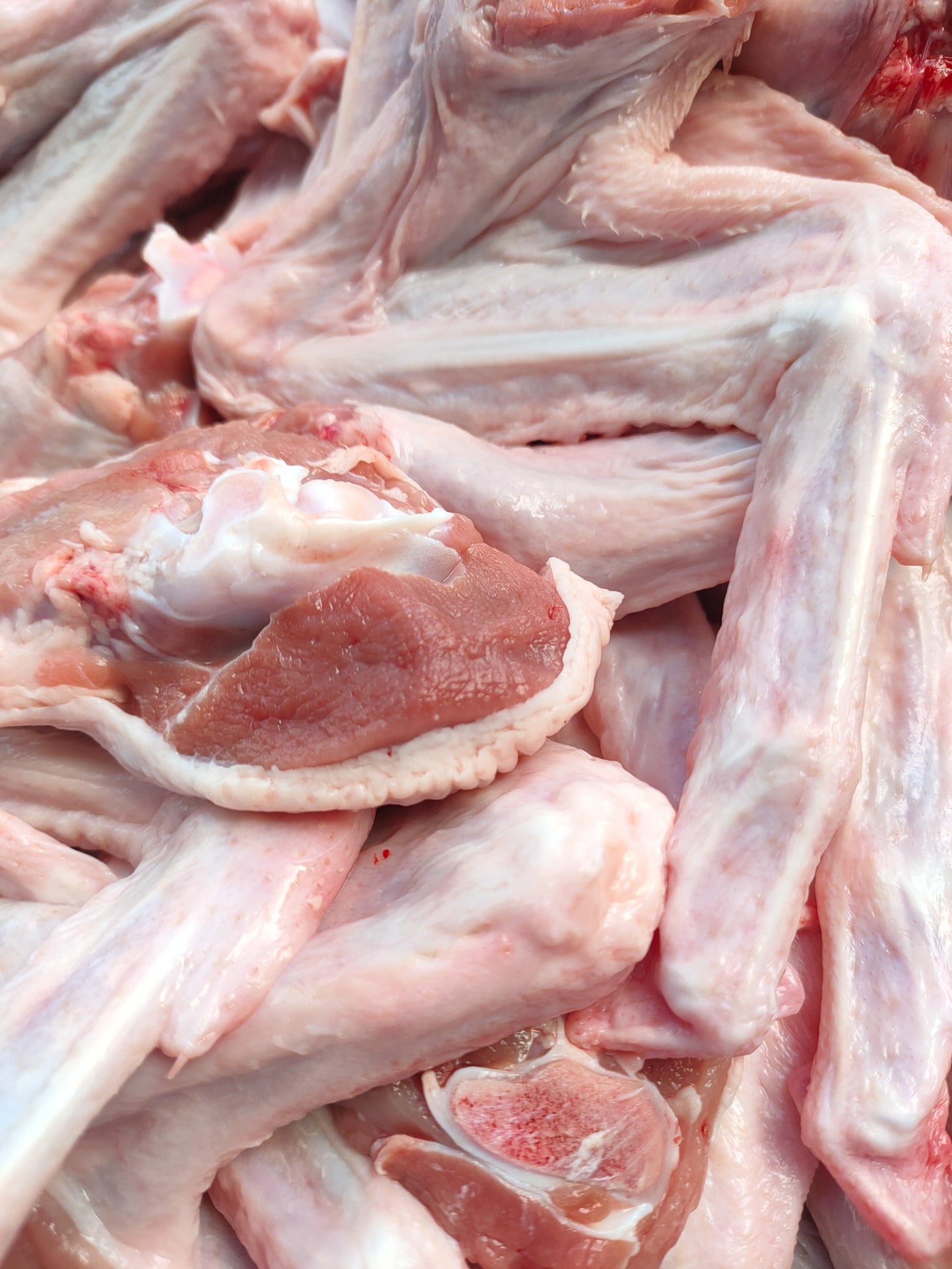 GRAINFREE GATTO STERILIZZATO AGNELLO E TACCHINO CON FRUTTI ROSSI ED OLIO D'OLIVA