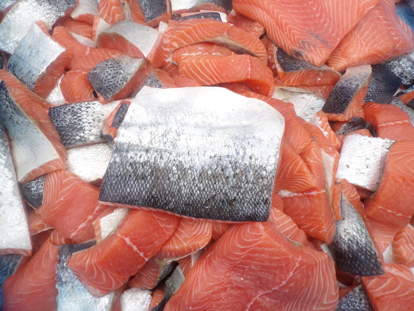 GRAINFREE PER CANI ADULTI AL SALMONE CON ROSA CANINA E QUINOA