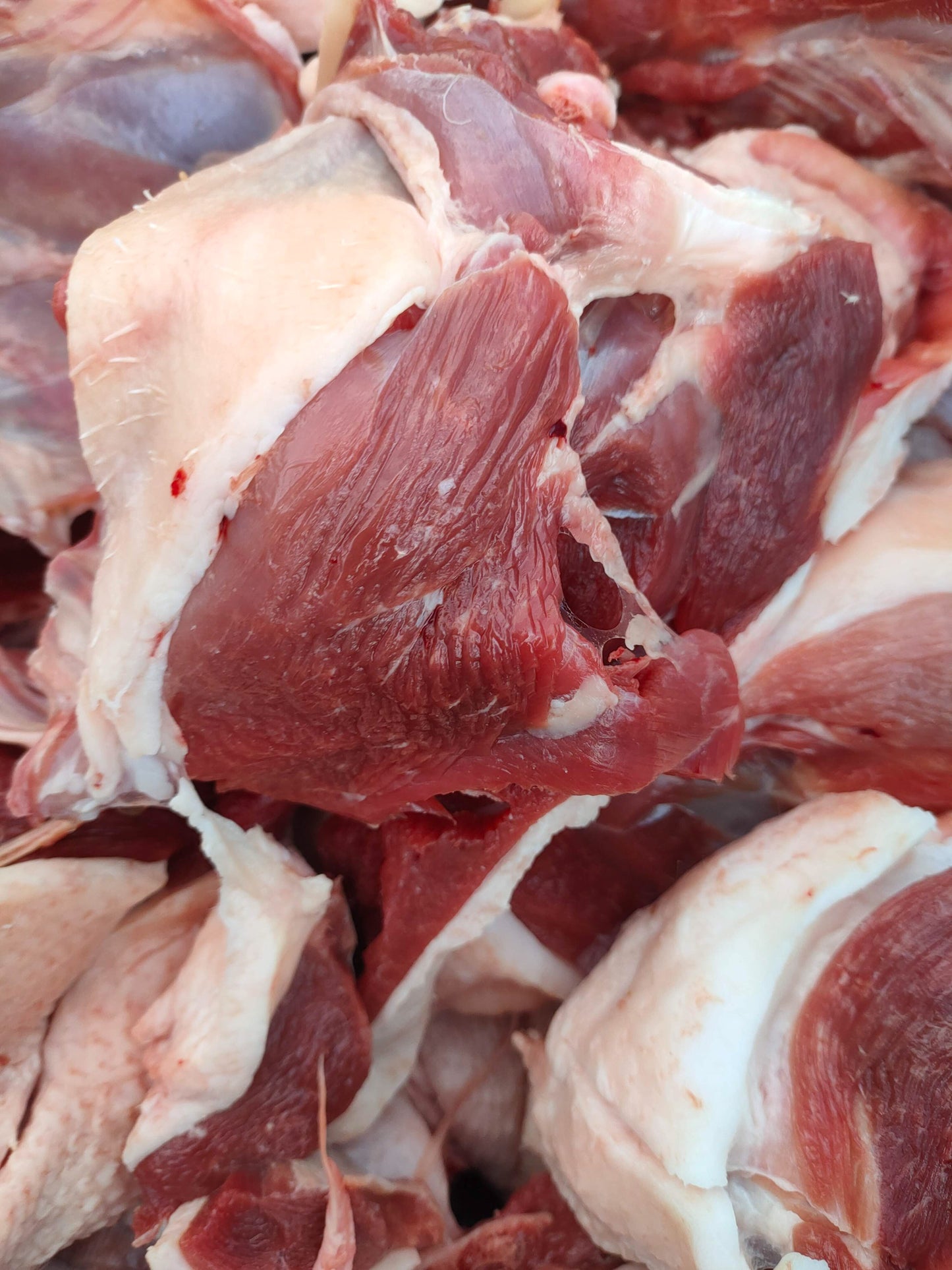 GRAINFREE CUCCIOLO  AGNELLO CON  ALGHE MARINE E BROCCOLI