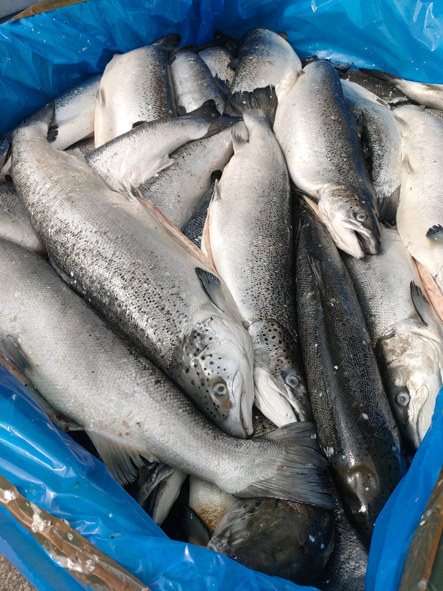 GRAINFREE PER CANI ADULTI AL SALMONE CON ROSA CANINA E QUINOA