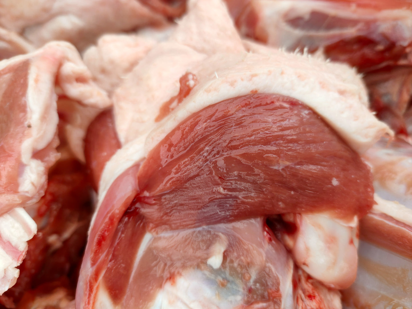 GRAINFREE CUCCIOLO  AGNELLO CON  ALGHE MARINE E BROCCOLI