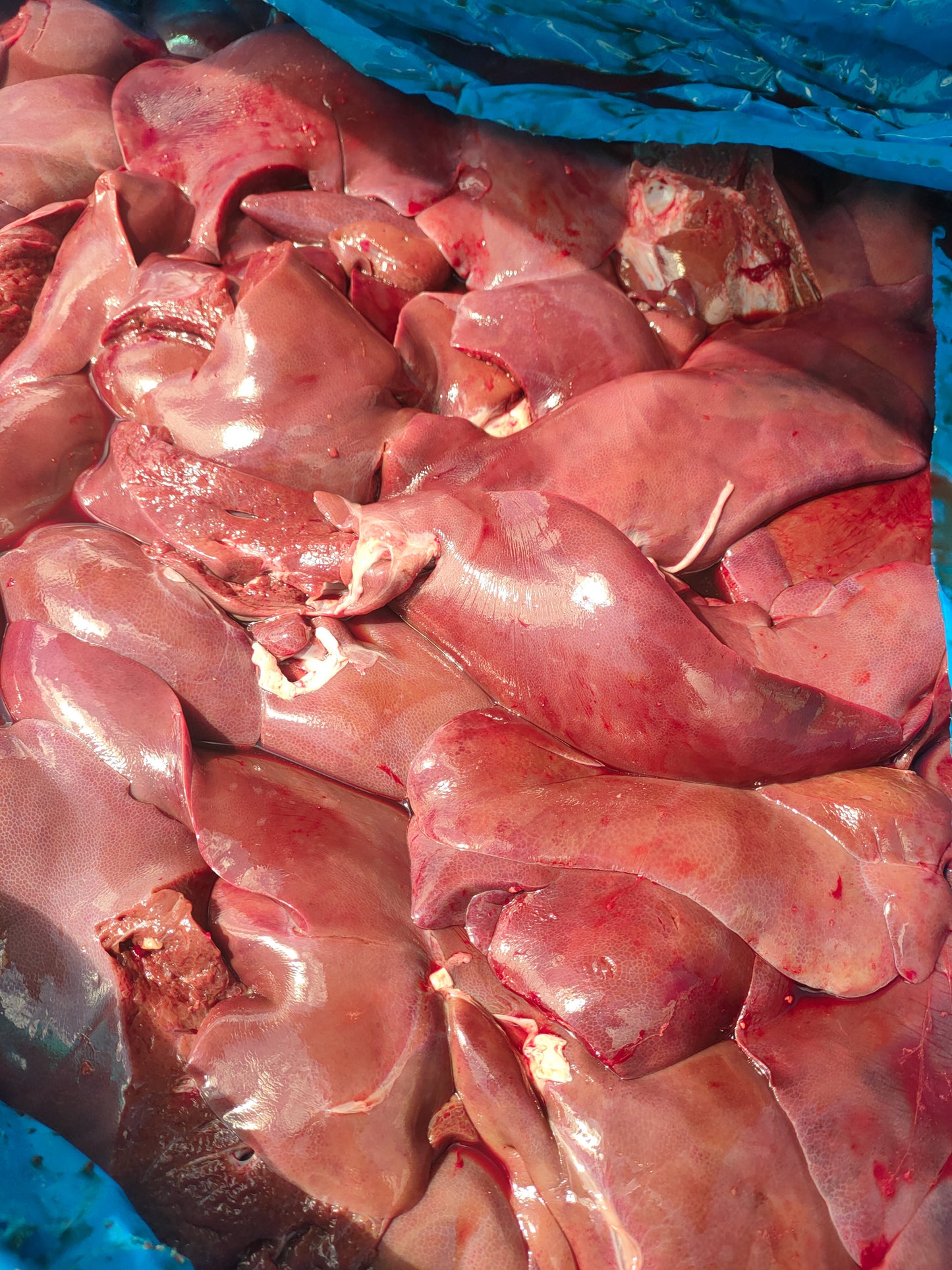 Cibo Naturale senza cereali Multiproteico al Bufalo e Pesce Fresco – con Carbo Mariano e Melograno🥩🐟🌿